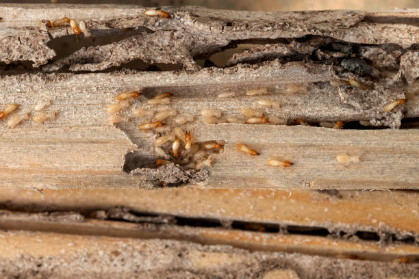 Professional Pest Control in Timpson, TX